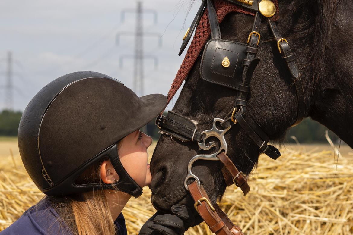 Shetlænder Felix billede 1