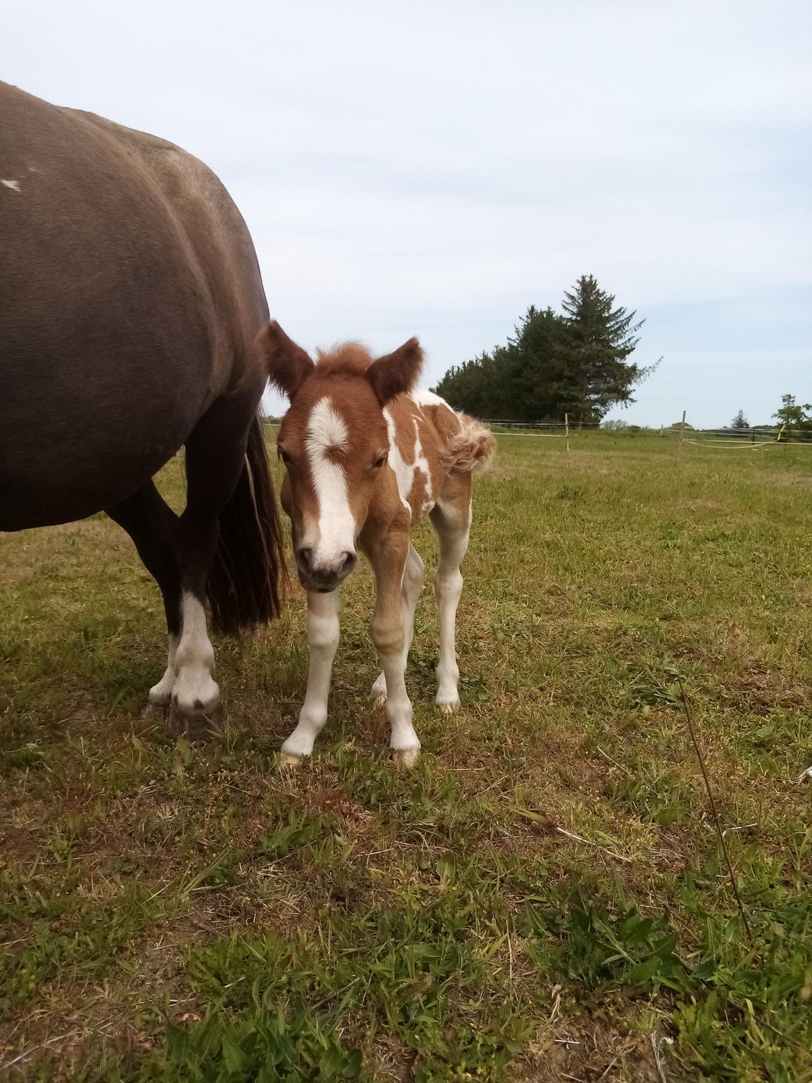 Shetlænder Indian Princess (Indi) - 04-06-2020. Samme dag som hun er født billede 3