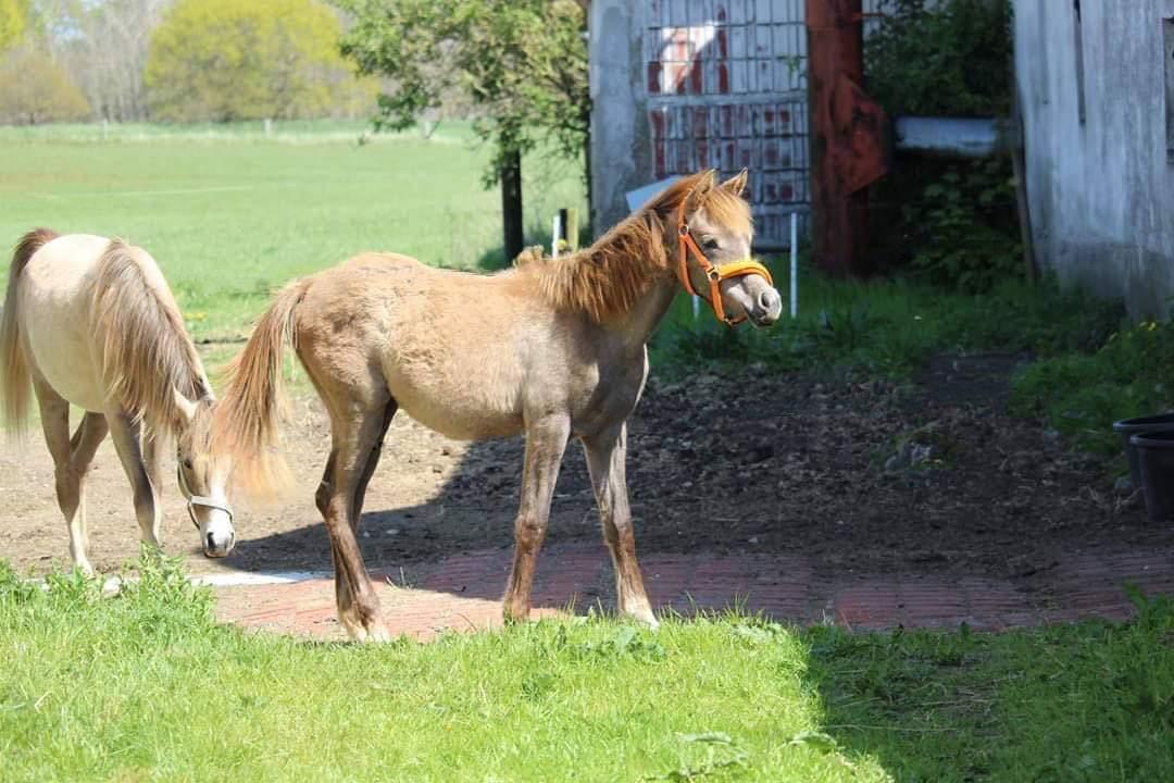 Arabisk fuldblod (OX) Shanzy bint sharifa ox *SOLGT* billede 4