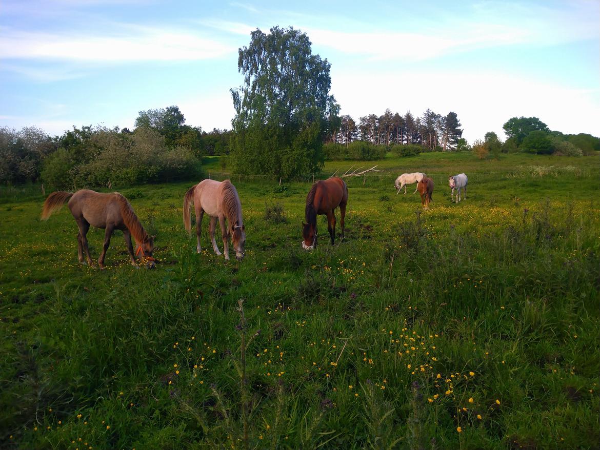 Arabisk fuldblod (OX) Shanzy bint sharifa ox *SOLGT* billede 5