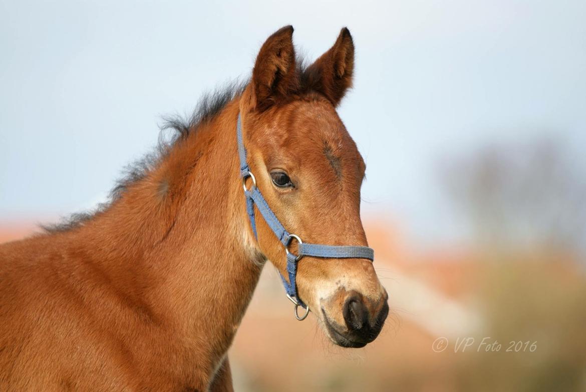 Frederiksborg Vestergårds Molann billede 11