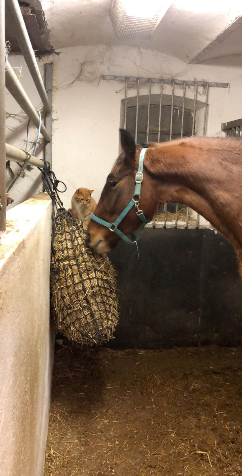 Frederiksborg Vestergårds Molann billede 9