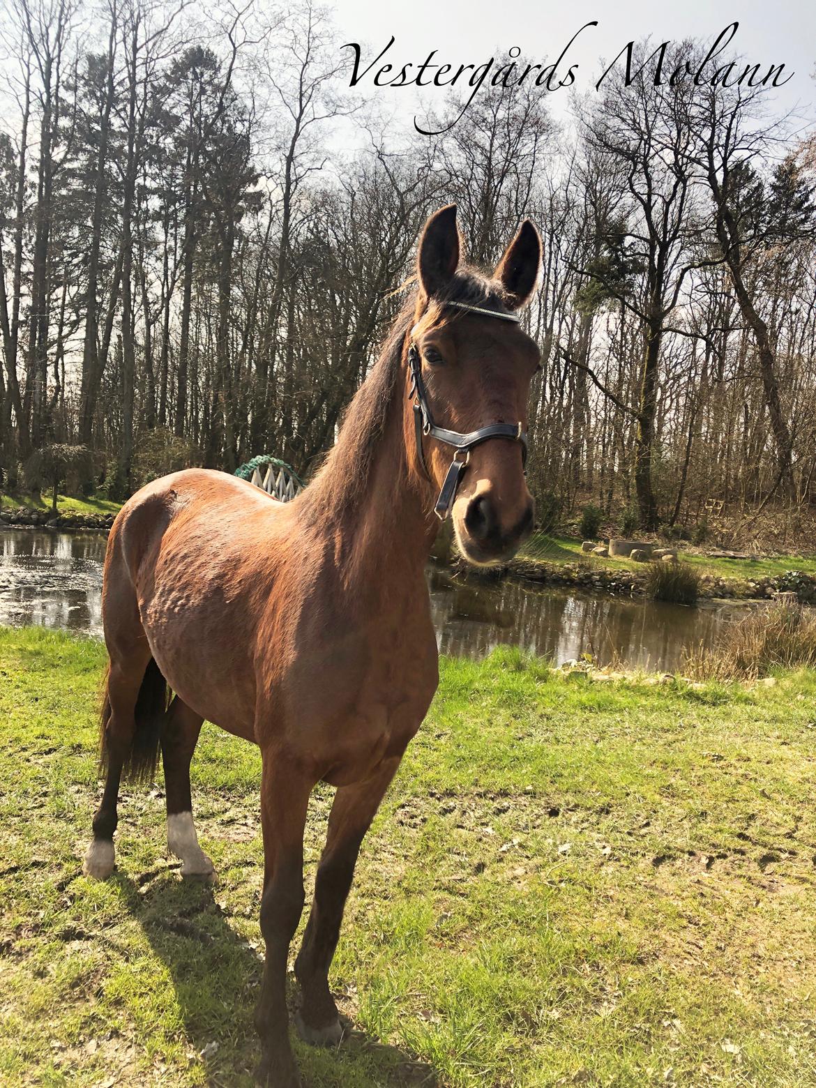 Frederiksborg Vestergårds Molann billede 4