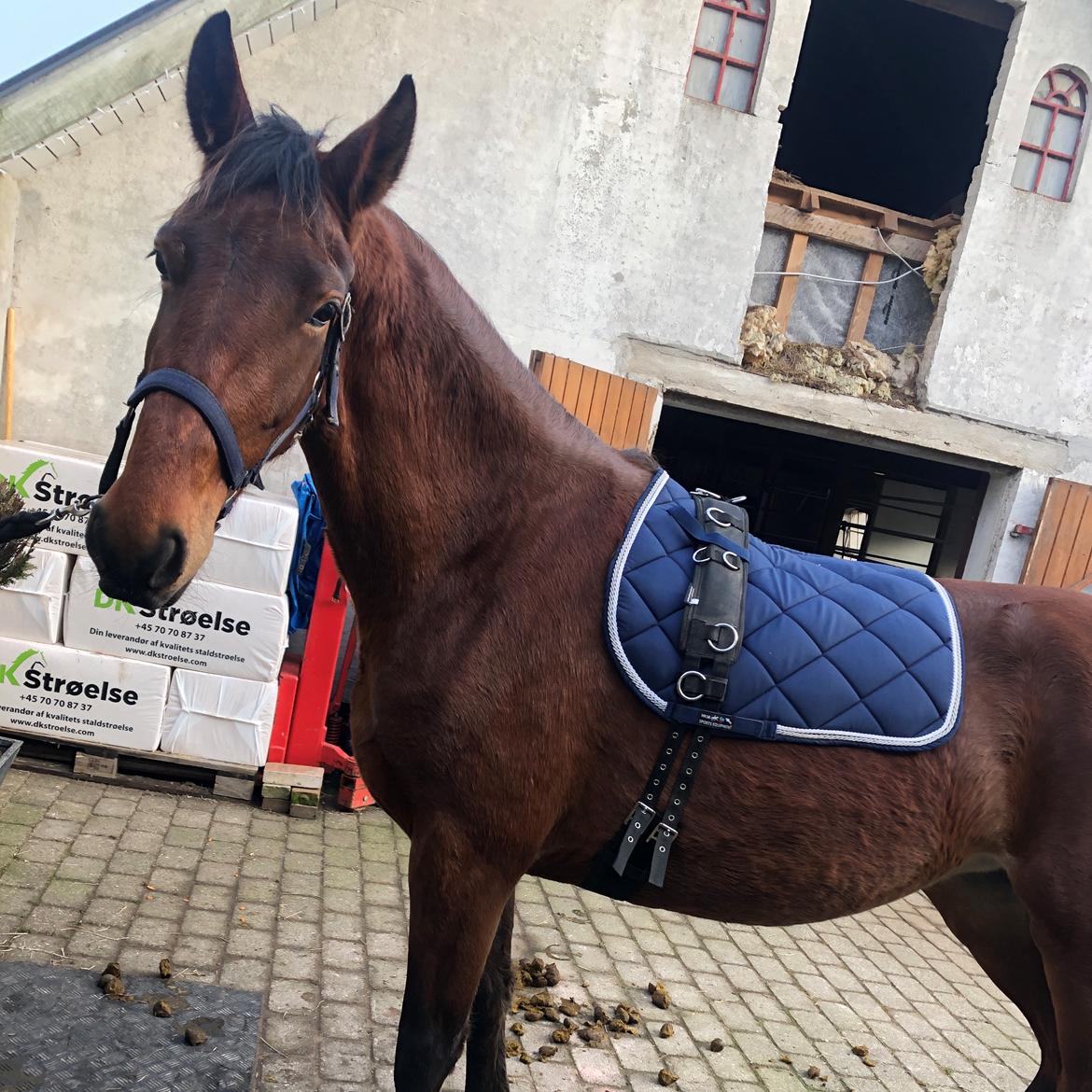 Frederiksborg Vestergårds Molann billede 5