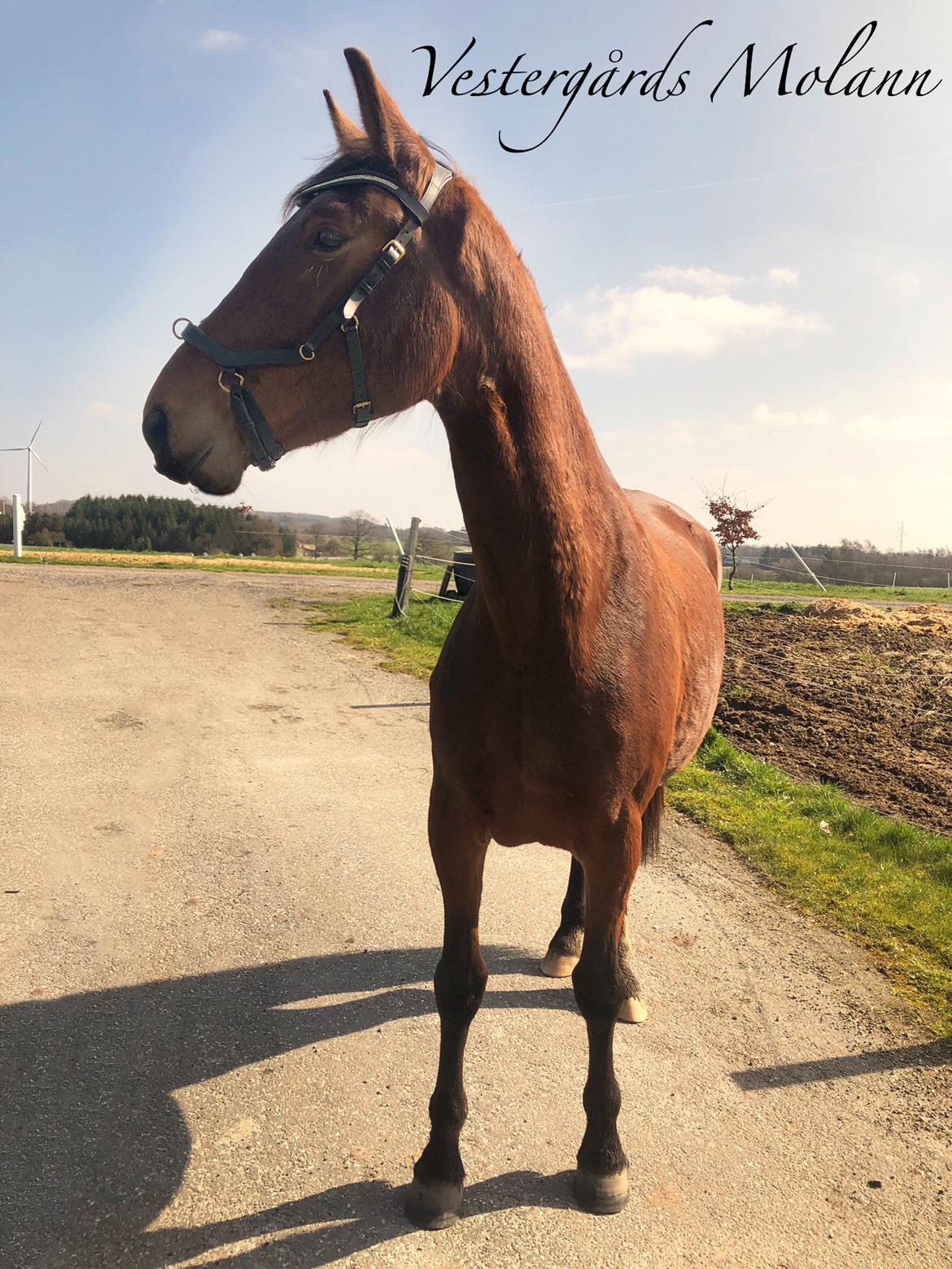 Frederiksborg Vestergårds Molann billede 1