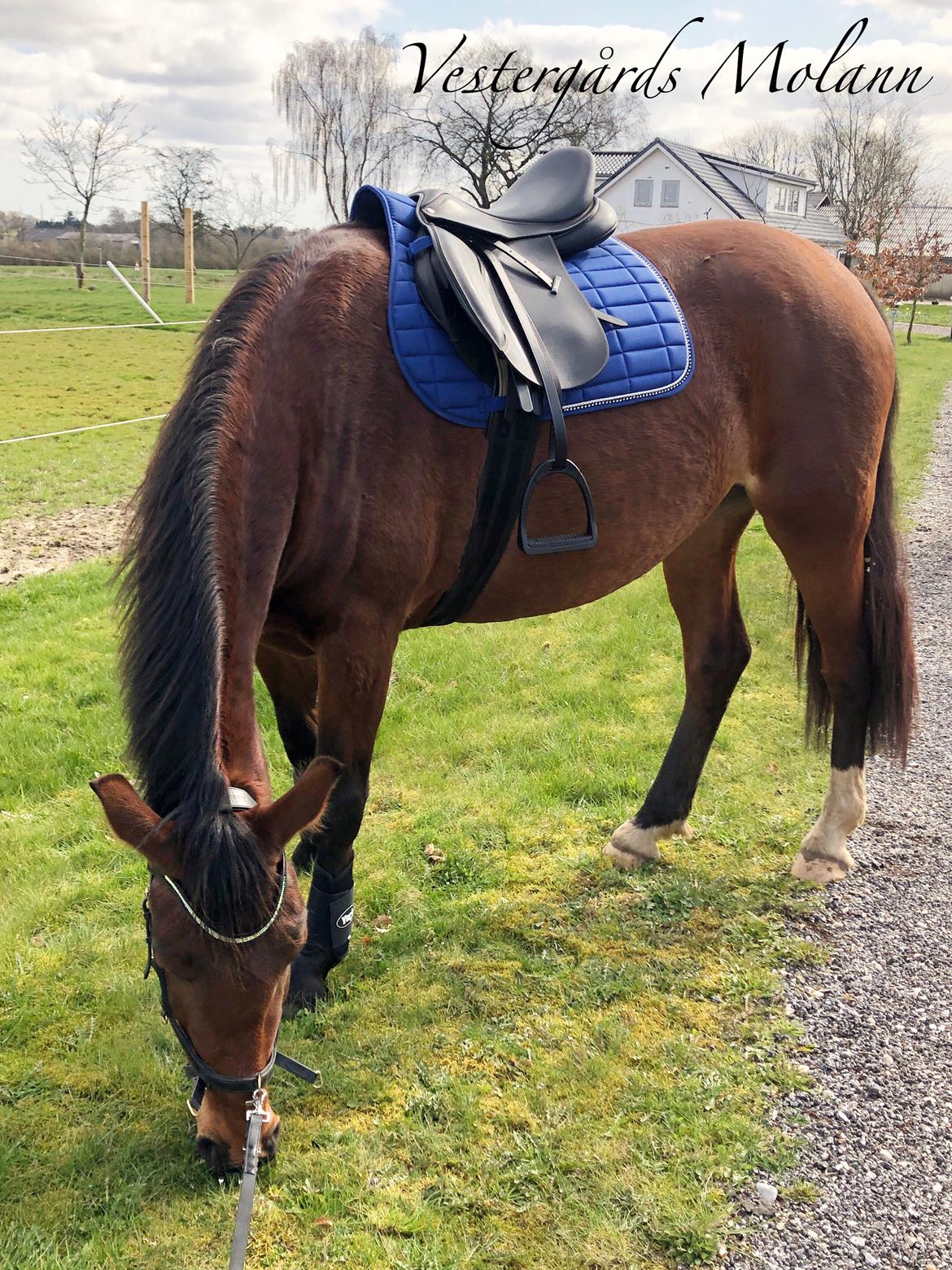 Frederiksborg Vestergårds Molann billede 2