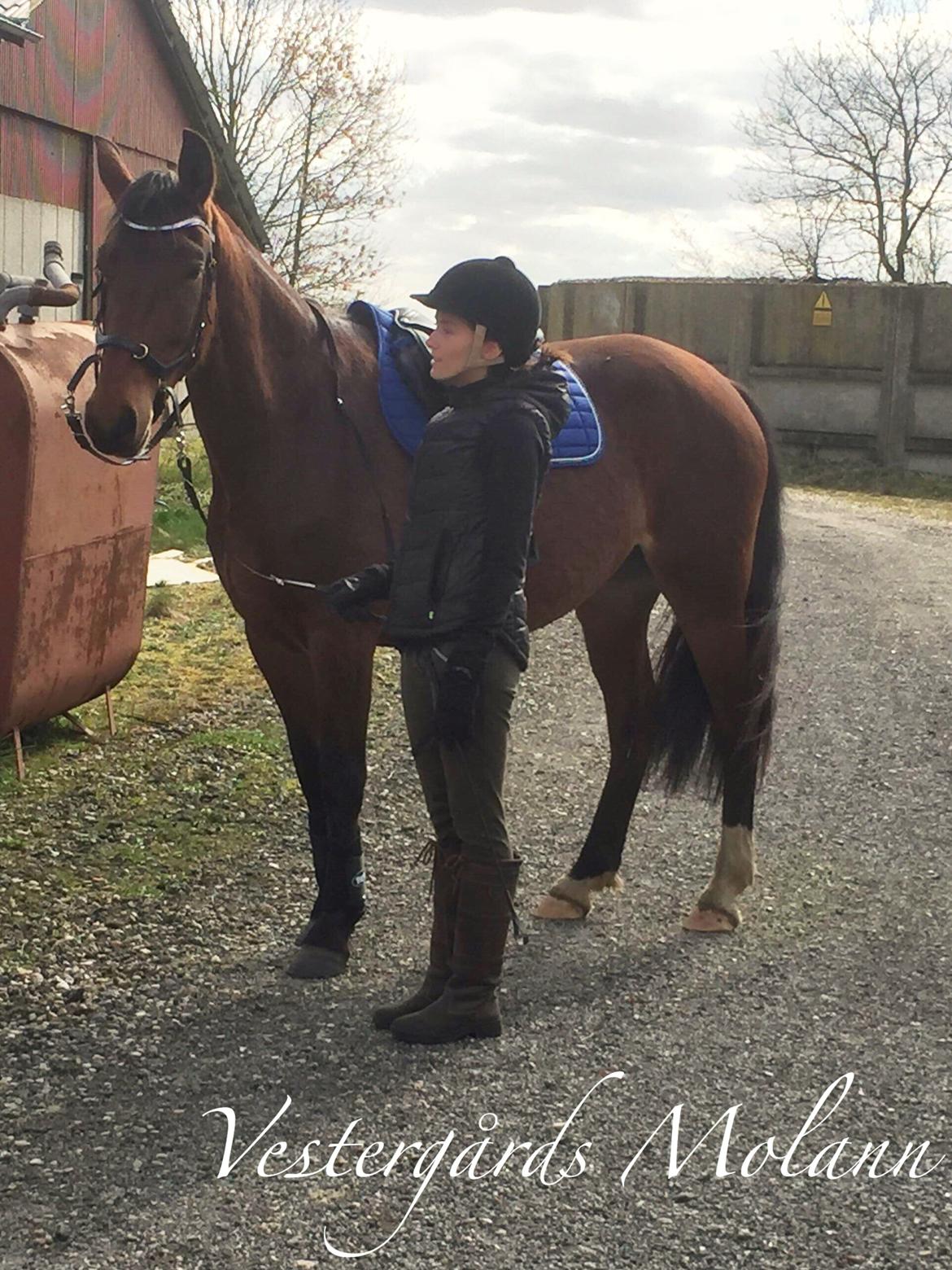 Frederiksborg Vestergårds Molann billede 3