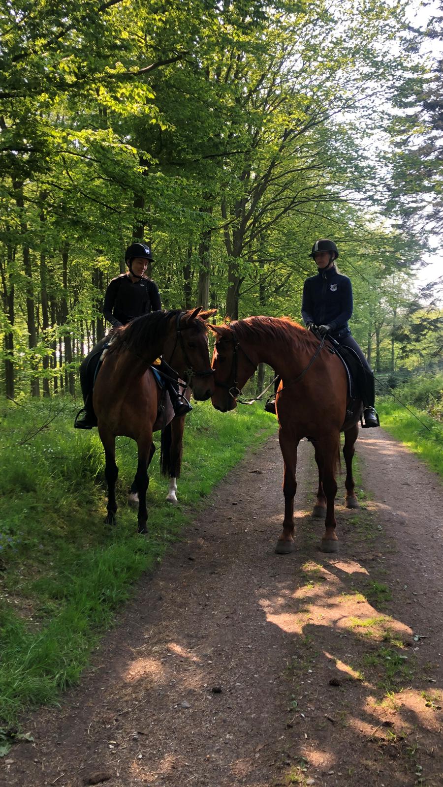 Frederiksborg Vestergårds Molann billede 6