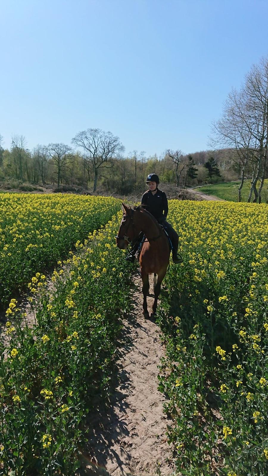 Frederiksborg Vestergårds Molann billede 8