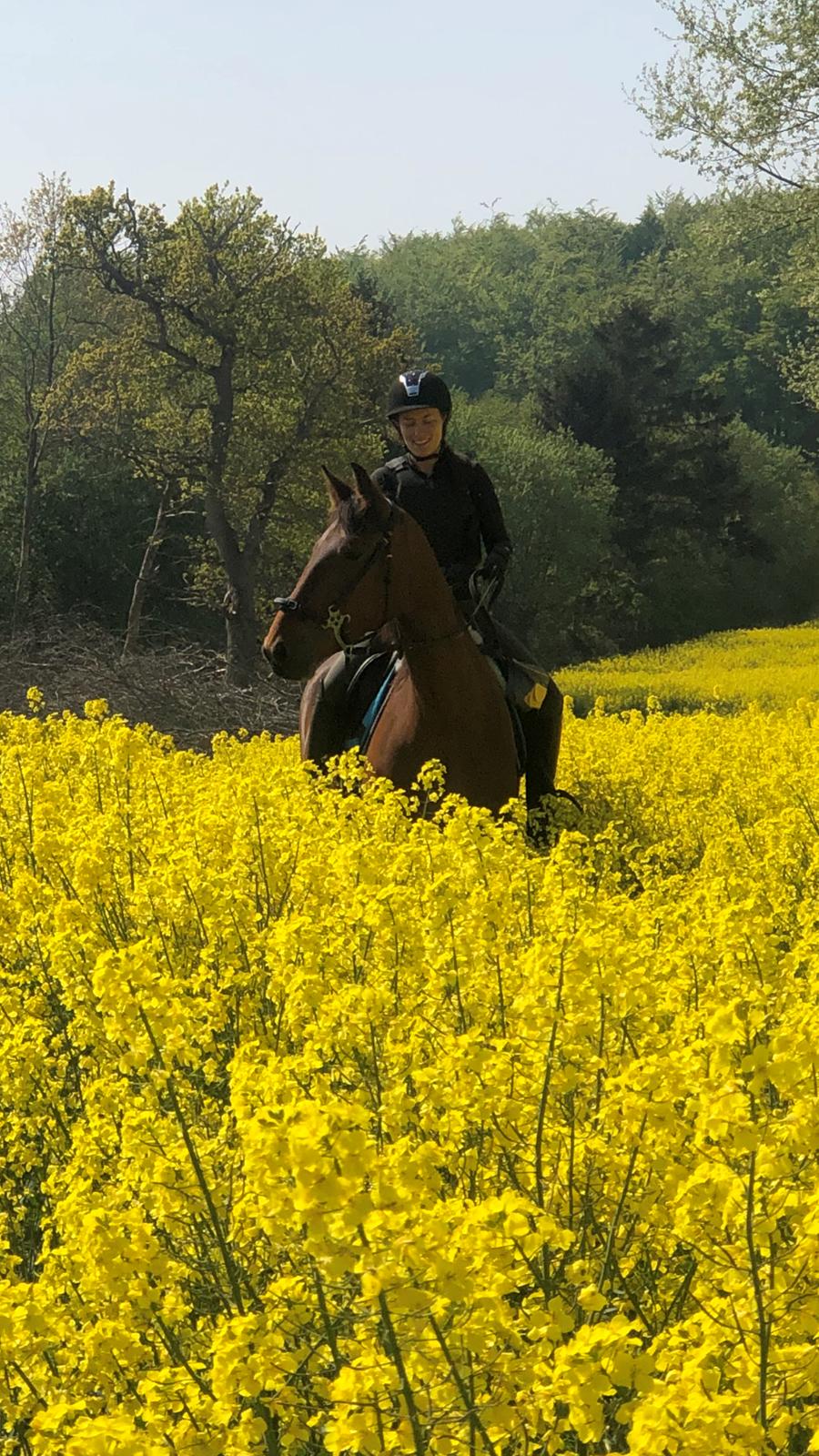 Frederiksborg Vestergårds Molann billede 7