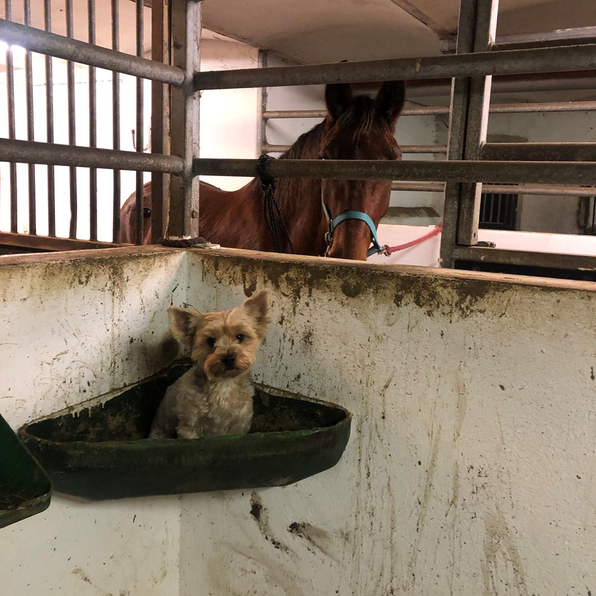 Frederiksborg Vestergårds Molann billede 10