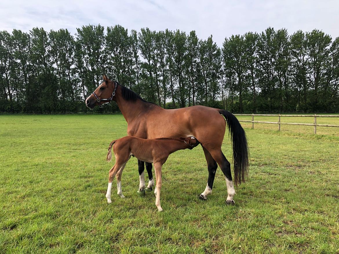 Dansk Varmblod Suzie Q billede 19