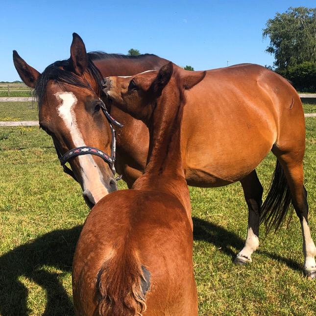 Dansk Varmblod Suzie Q billede 20