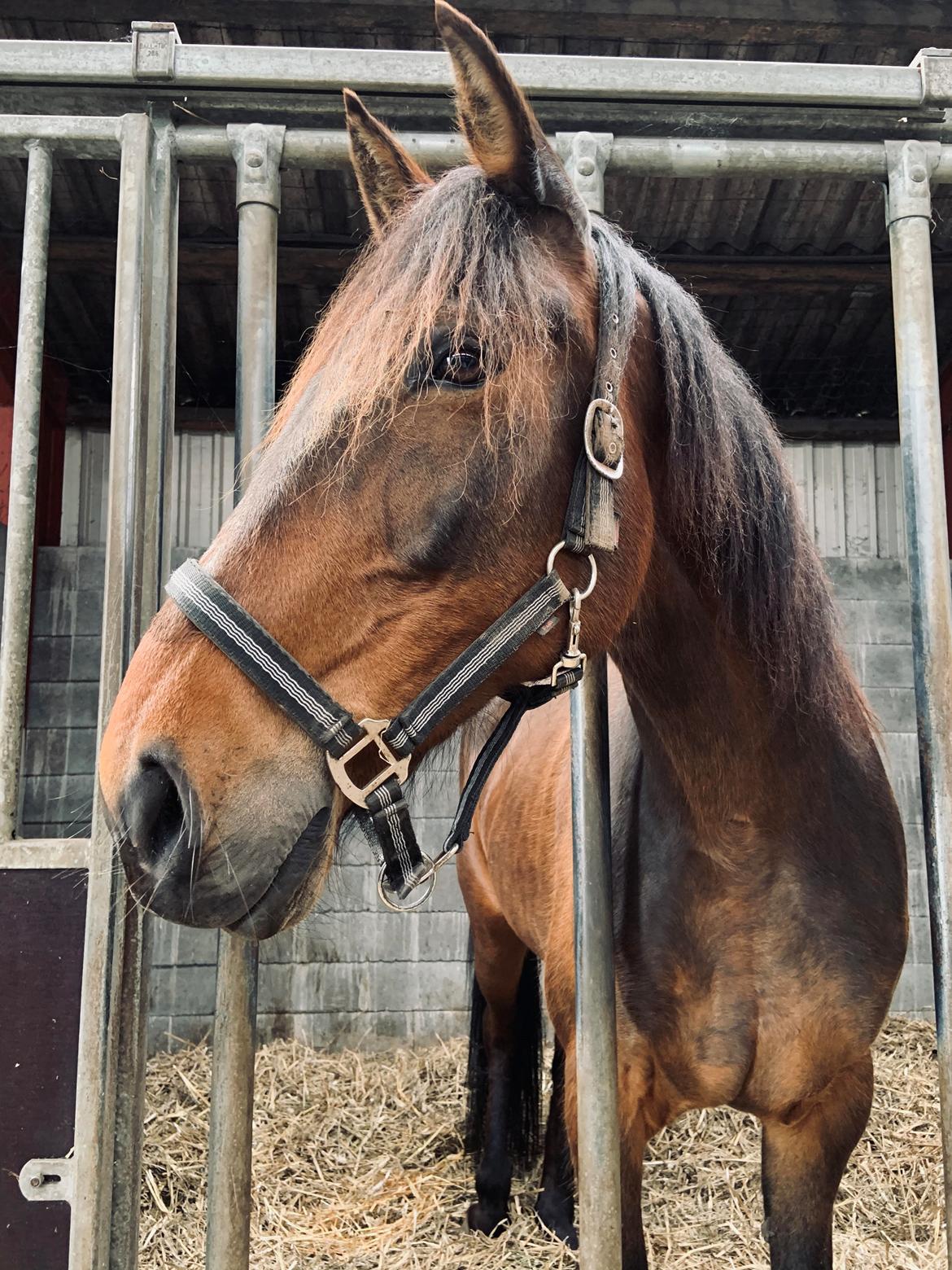Traver Redford - Står i boksen 1 dag og synes det hele er noget så spændende billede 2