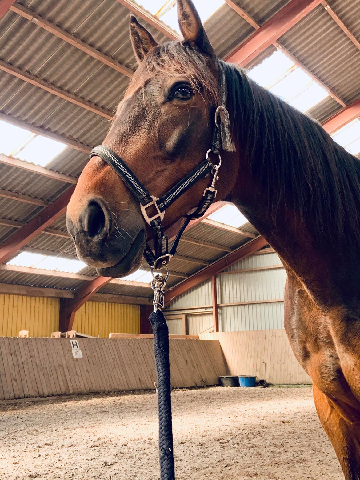 Traver Redford - på ridebanen og træne horseman ship hvilket er super hyggeligt billede 3