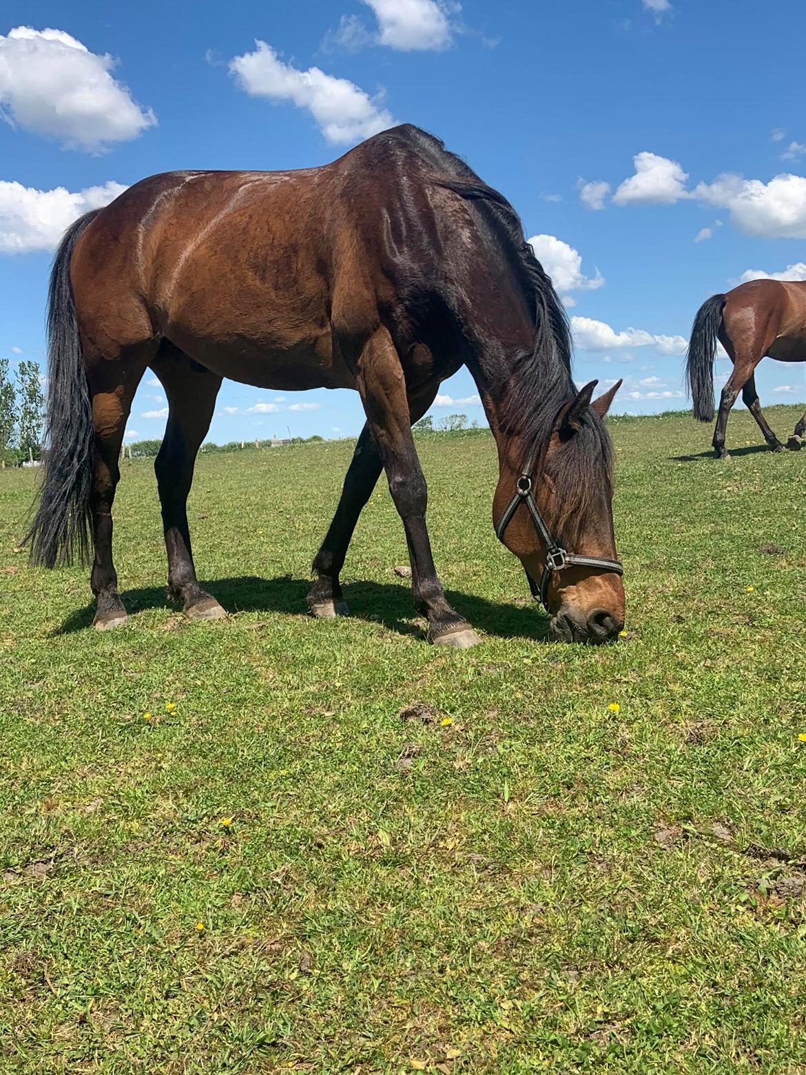 Traver Redford billede 4