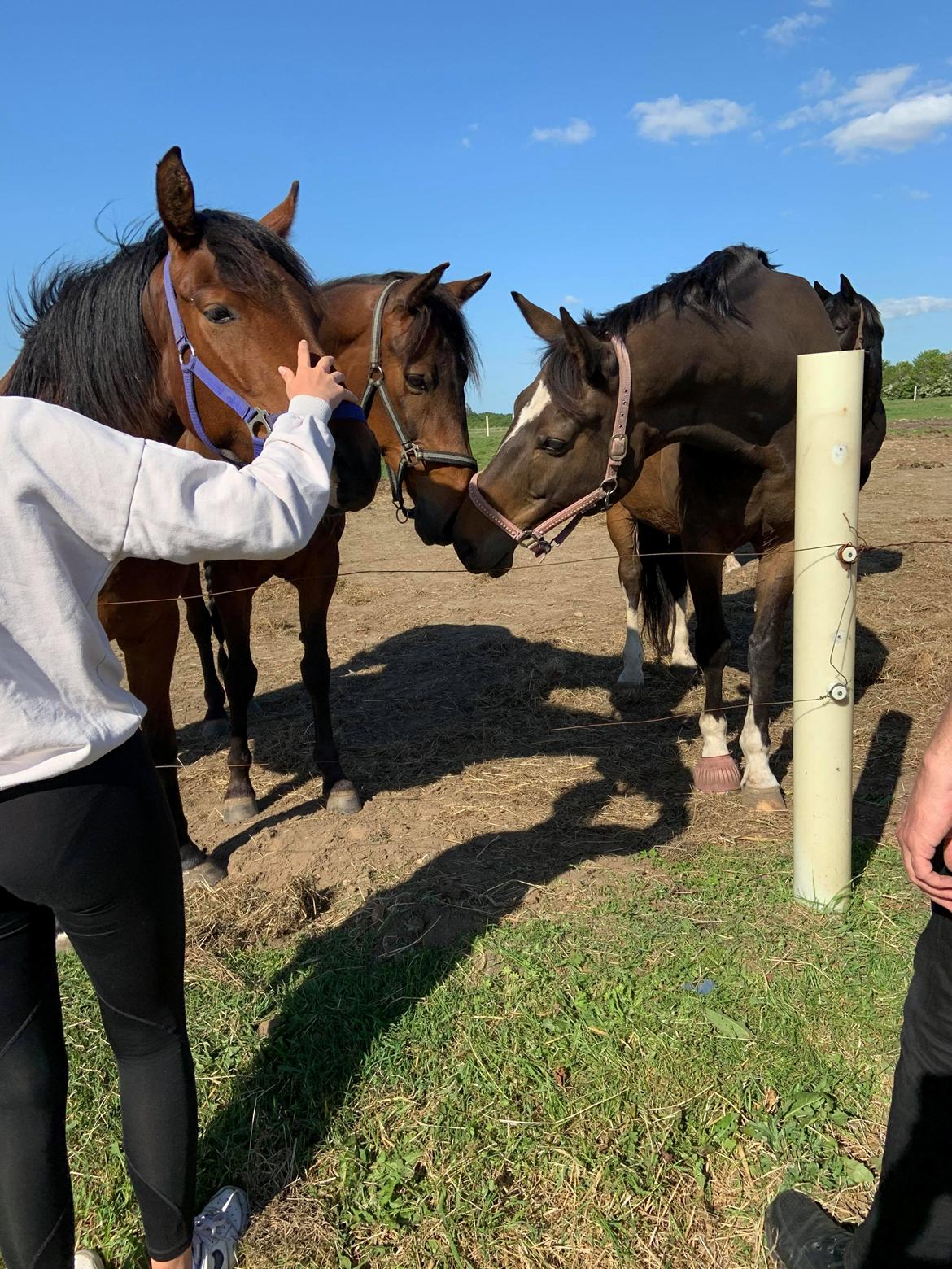 Traver Redford - Hygger i flokken :) billede 6