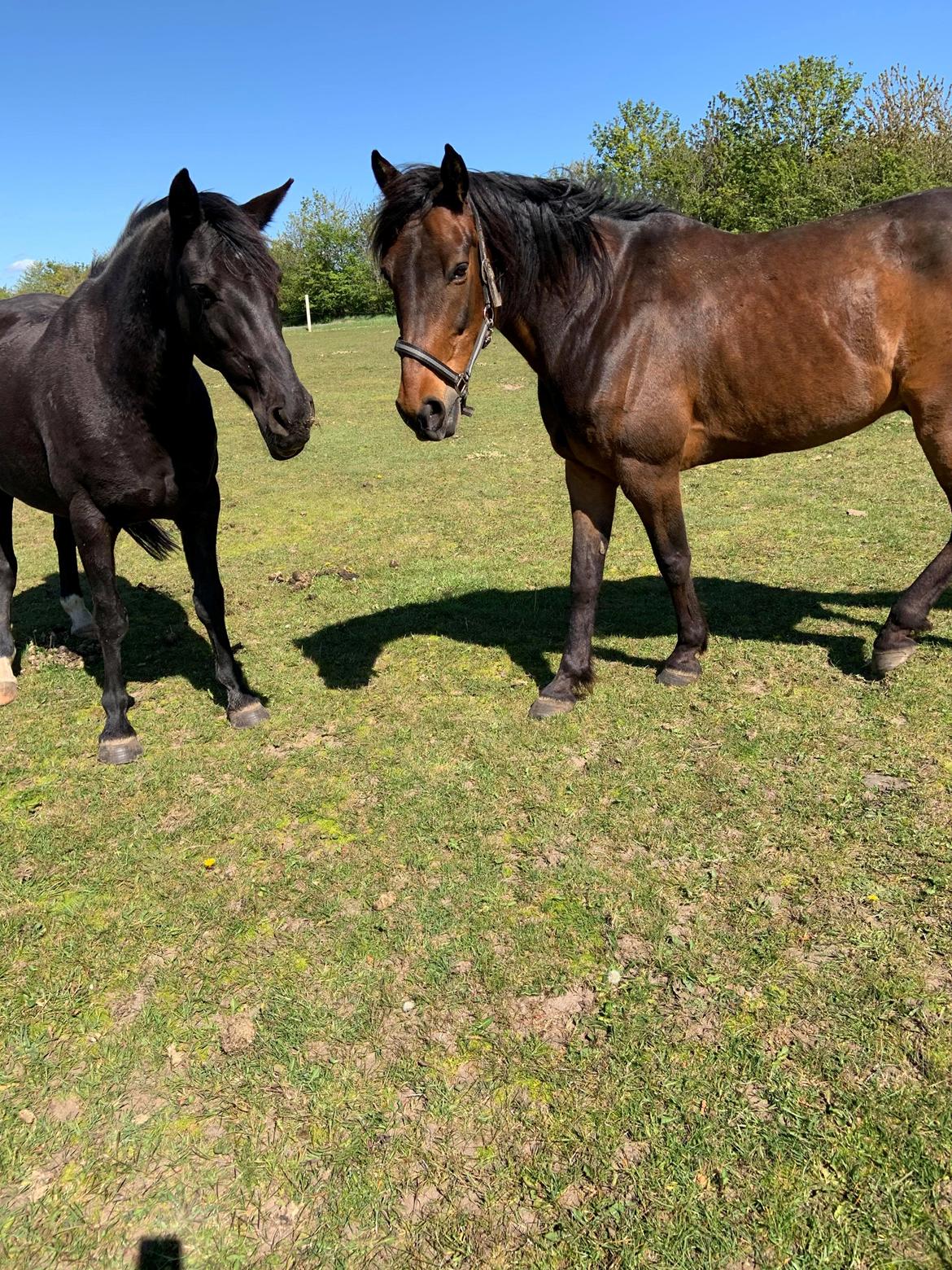 Traver Redford - Med den gamle på gåtur på folden billede 7