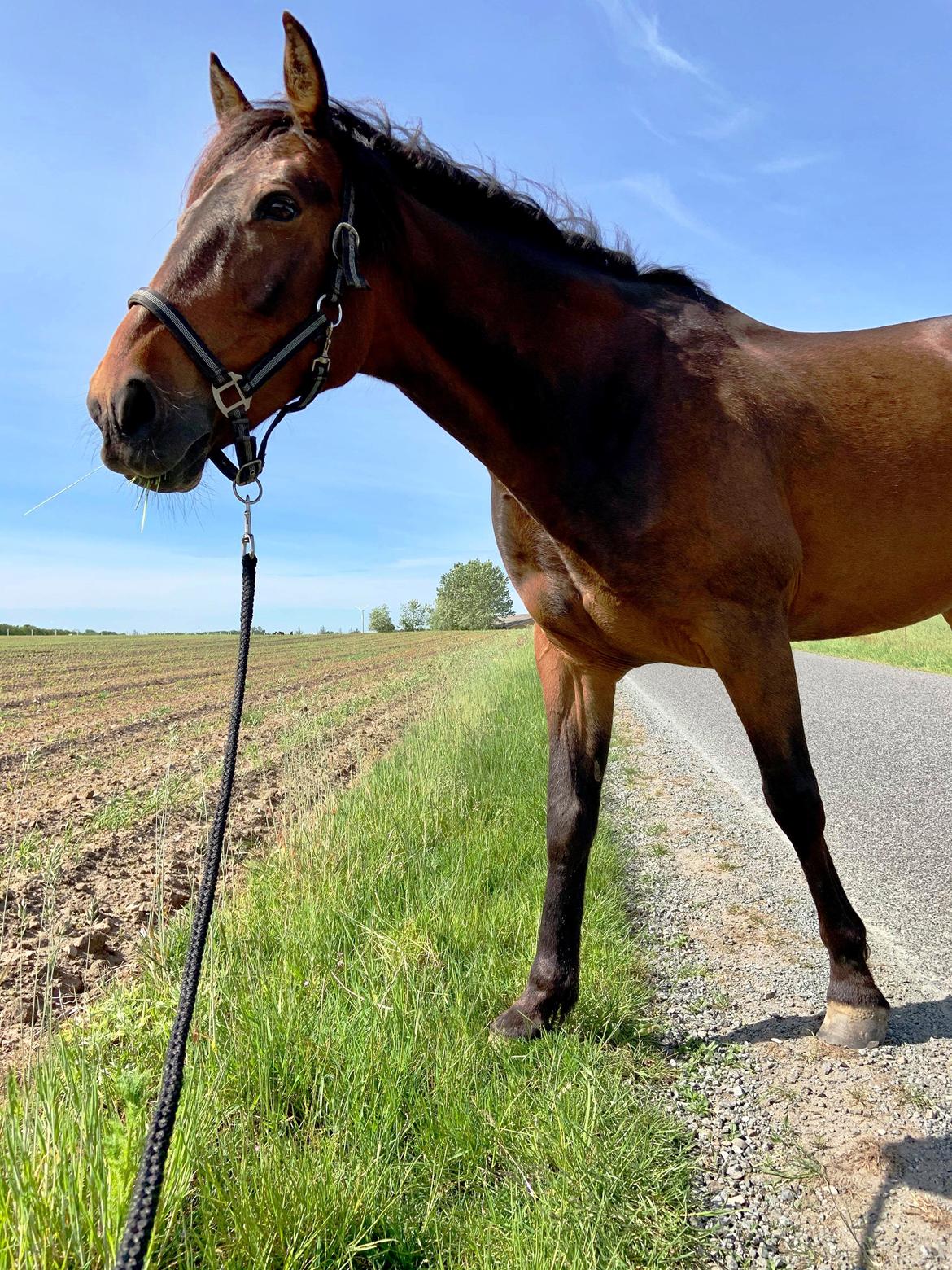 Traver Redford - På gåtur med mor :) græs er et must :D billede 10