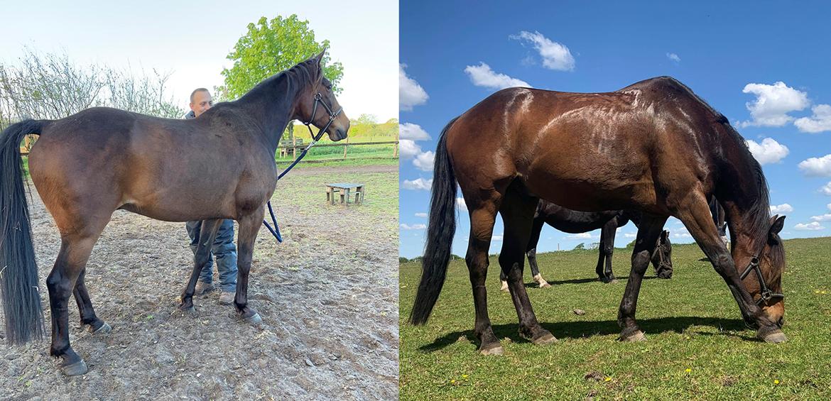 Traver Redford - Fra jeg overtog ham og til 4 uger efter billede 16