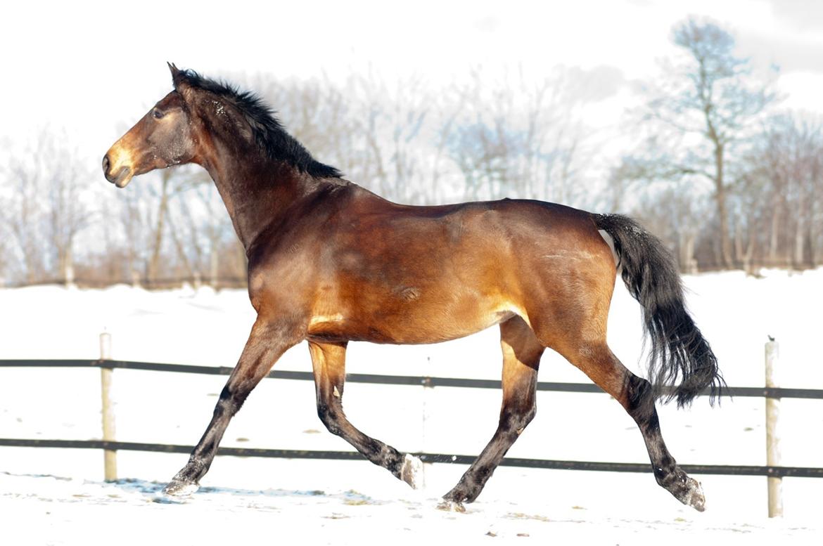 Holstener Helena billede 20