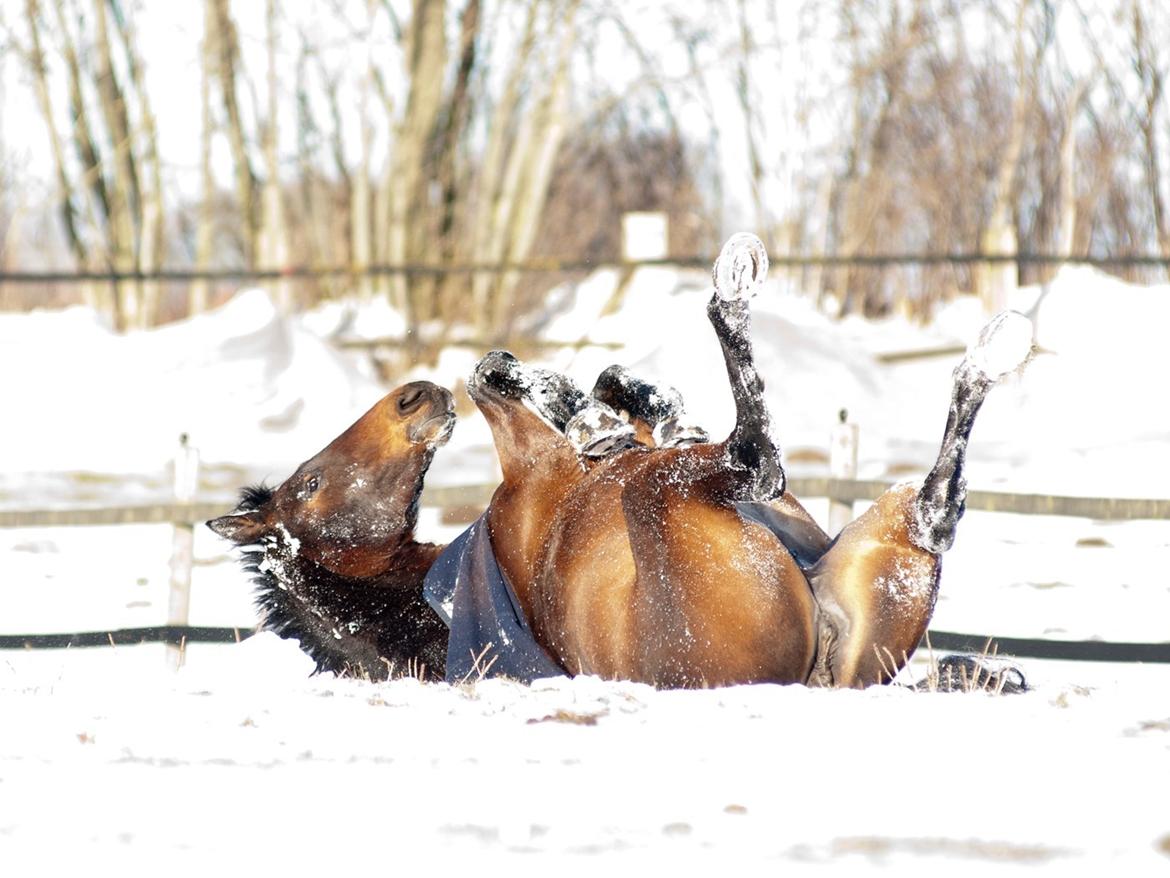 Holstener Helena billede 21