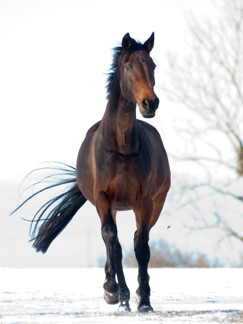 Holstener Helena billede 22