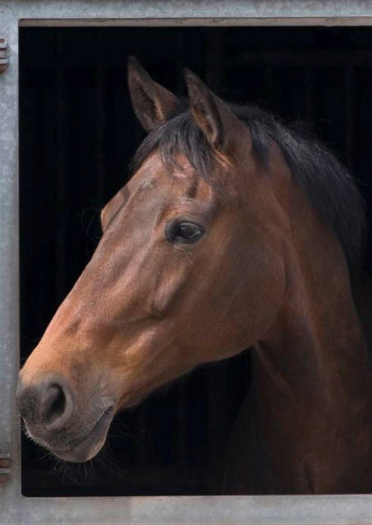 Holstener Helena billede 24