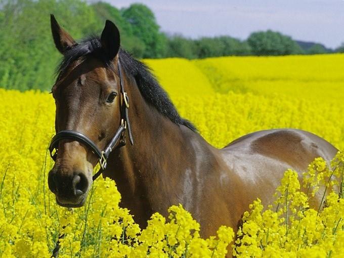 Holstener Helena billede 23