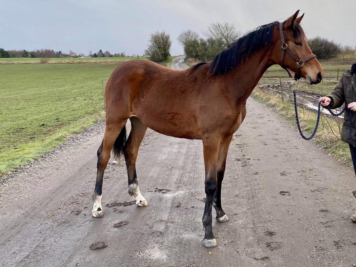 Tysk Oldenburger Bastbjergs Fleur de Lis (Fut Fut) billede 36