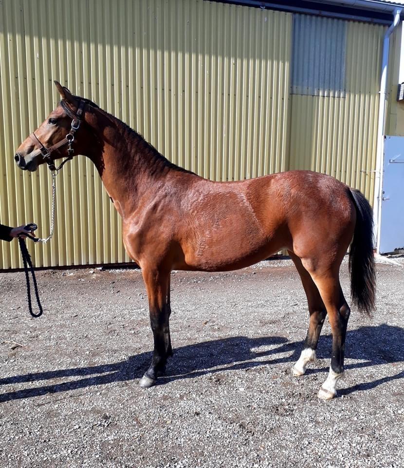 Tysk Oldenburger Bastbjergs Fleur de Lis (Fut Fut) billede 4