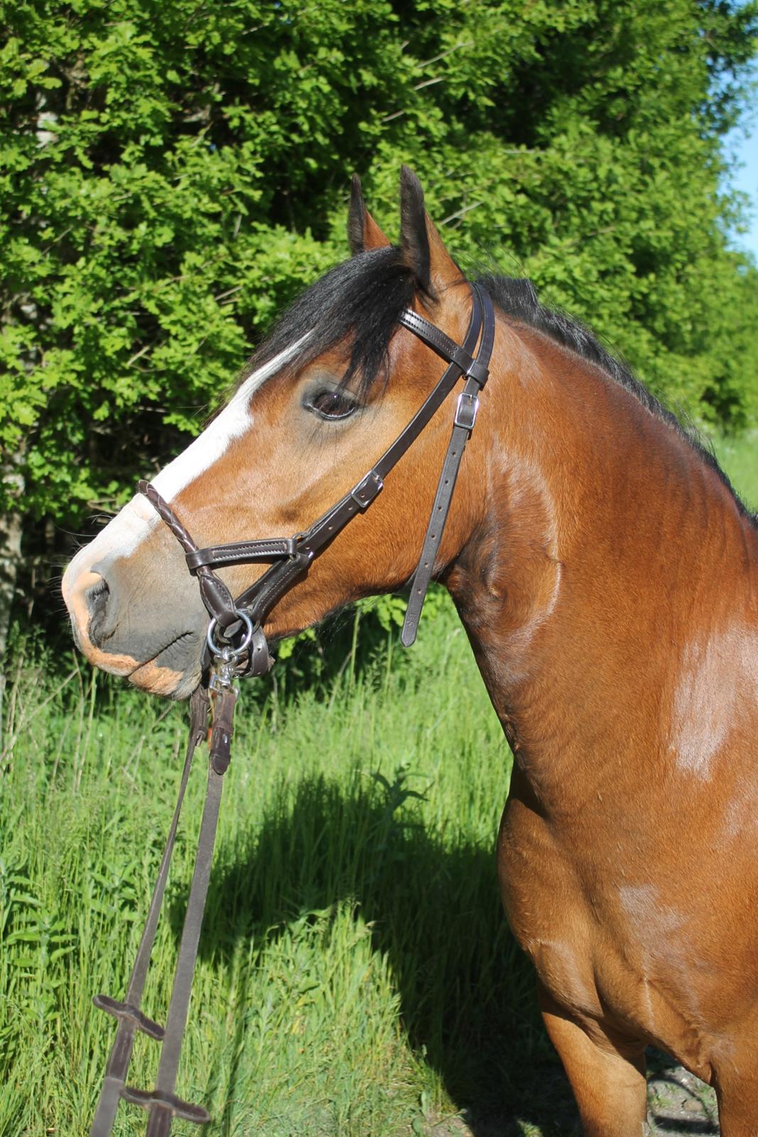 Welsh Pony af Cob-type (sec C) Flynn Rider billede 15