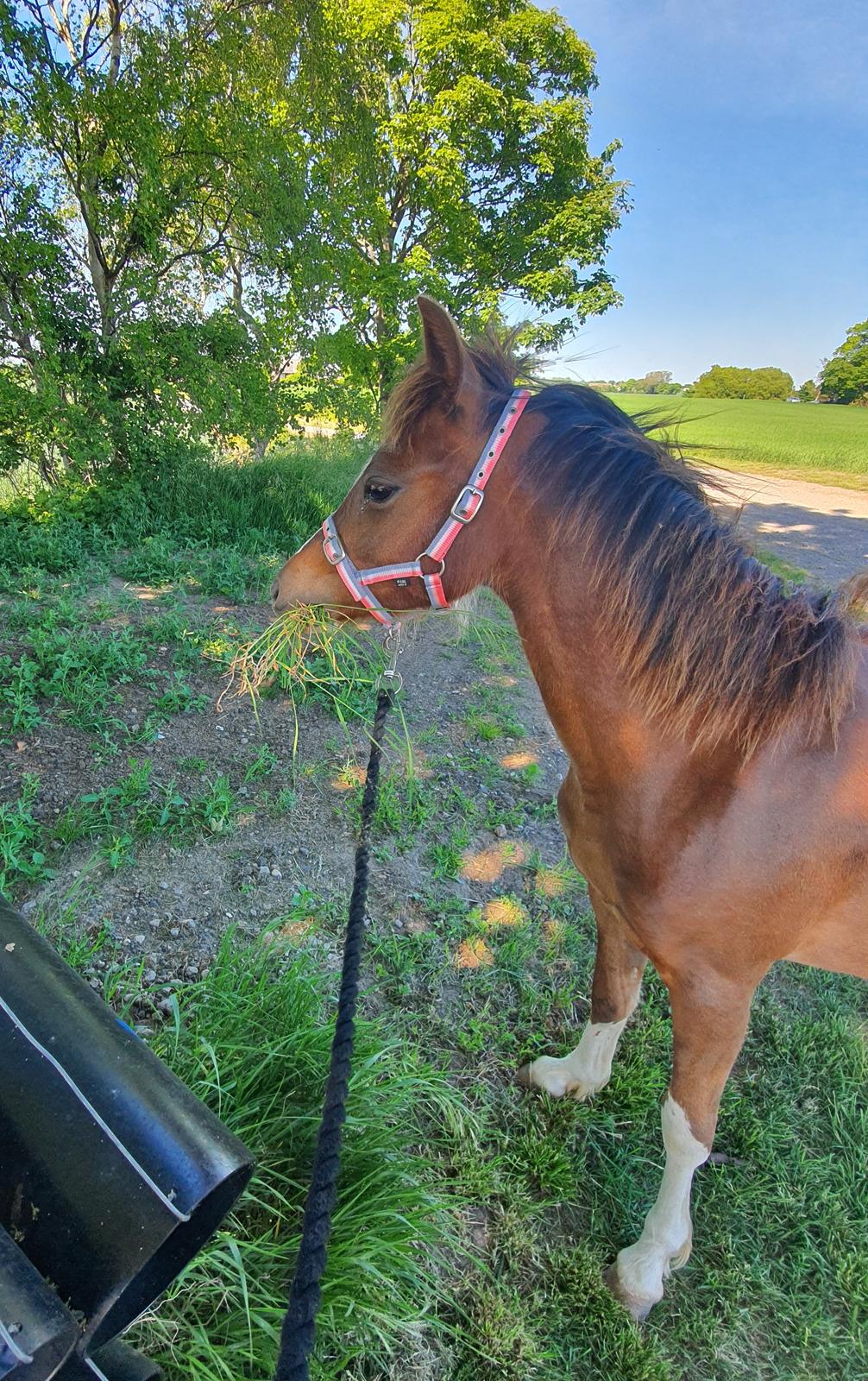 Welsh Pony (sec B) Lindebakkens Tutti-Frutti  billede 12