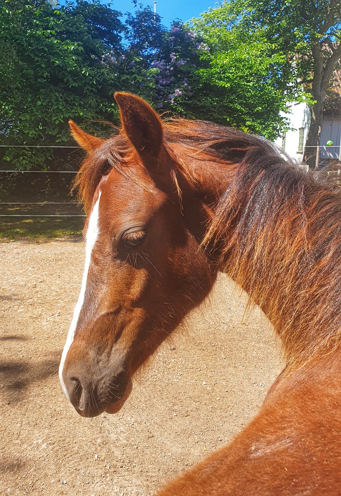 Welsh Pony (sec B) Lindebakkens Tutti-Frutti  billede 1