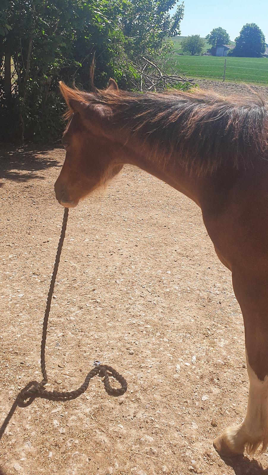 Welsh Pony (sec B) Lindebakkens Tutti-Frutti  billede 11