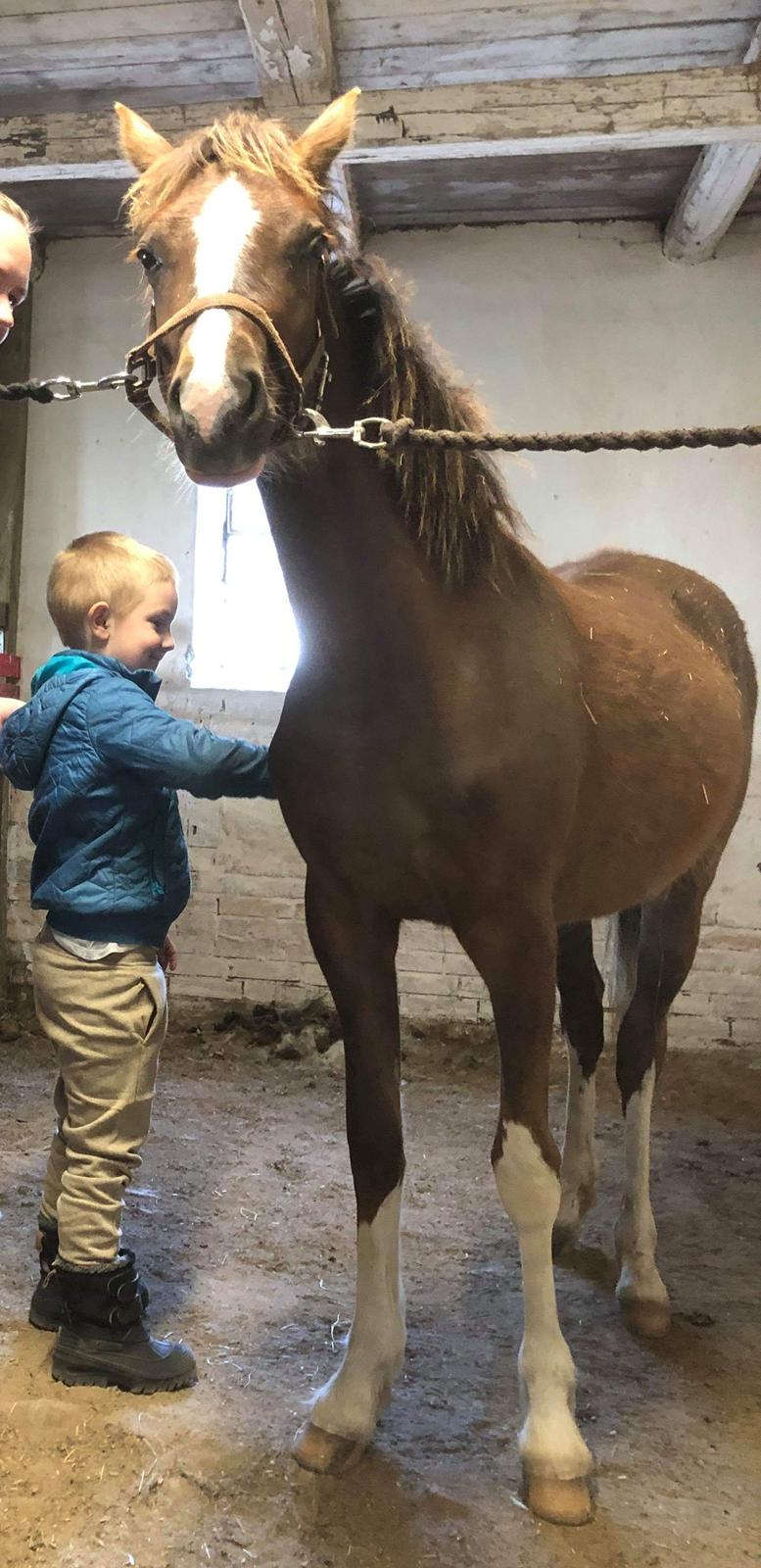 Welsh Pony (sec B) Lindebakkens Tutti-Frutti  billede 14