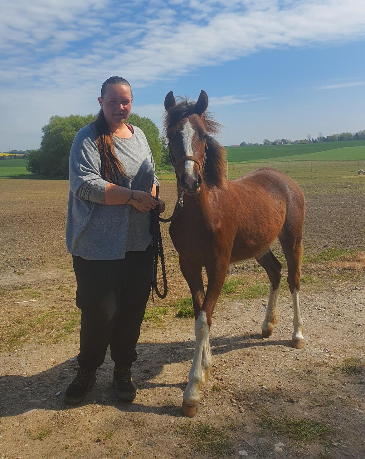 Welsh Pony (sec B) Lindebakkens Tutti-Frutti  billede 13