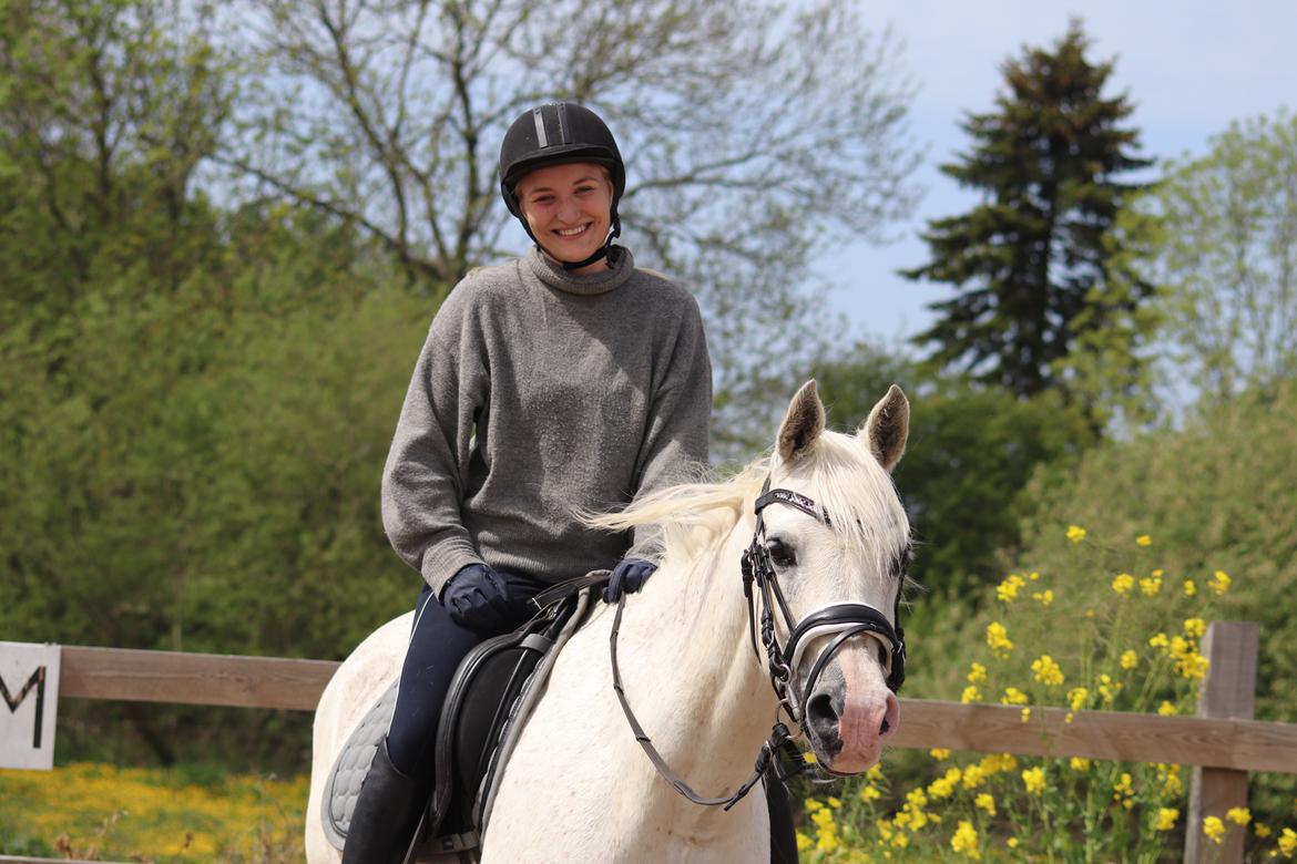 Arabisk fuldblod (OX) Ho-Cosmo billede 3