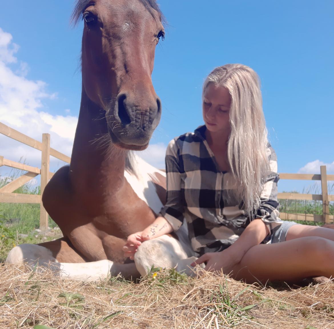 Pinto Løvegaardens Hidalgo billede 3