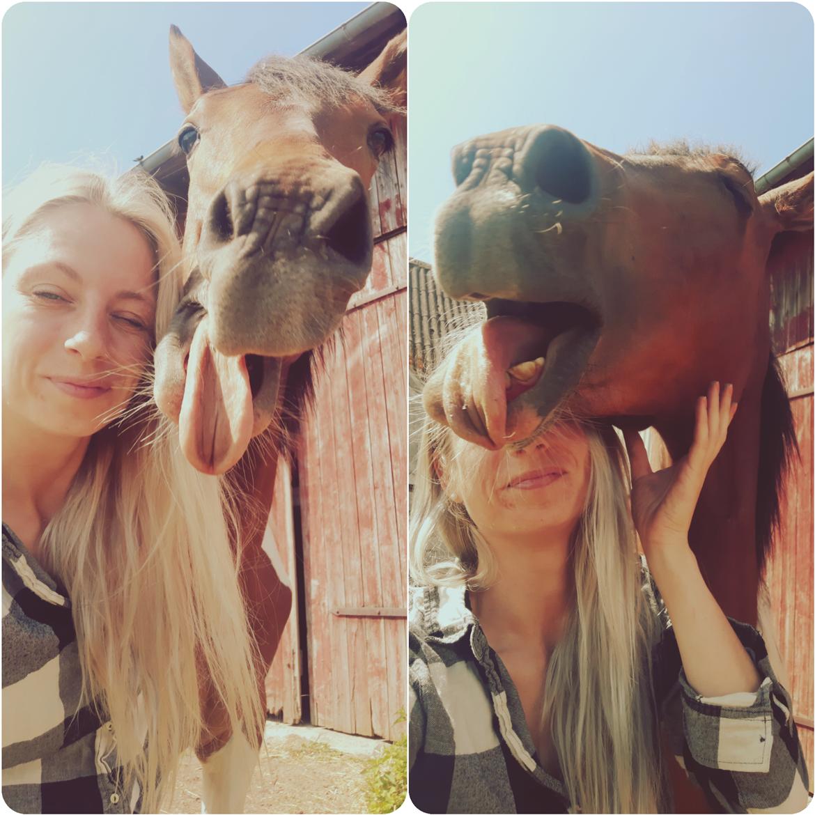 Pinto Løvegaardens Hidalgo billede 2