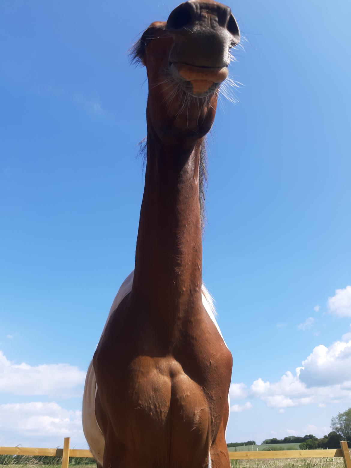 Pinto Løvegaardens Hidalgo billede 7