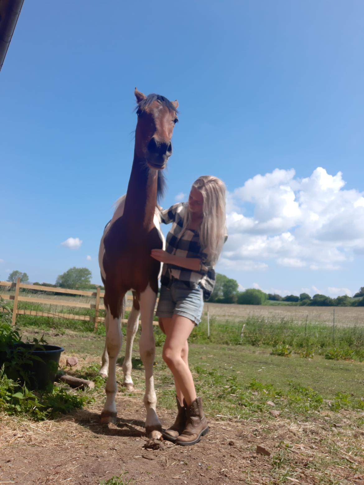 Pinto Løvegaardens Hidalgo billede 8