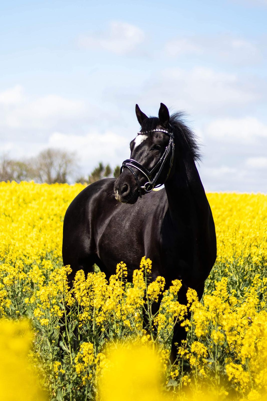 DSP Brilliant-Lau billede 1