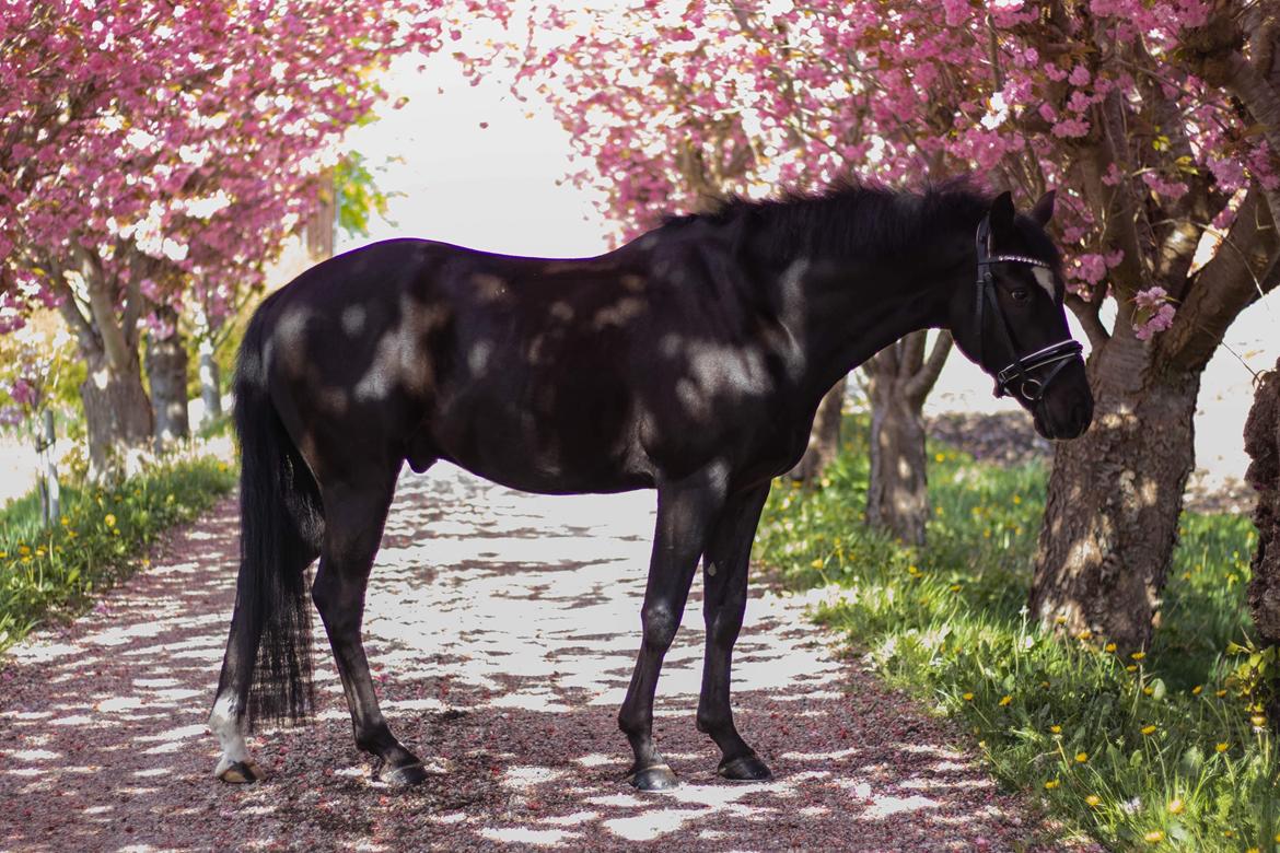 DSP Brilliant-Lau billede 2