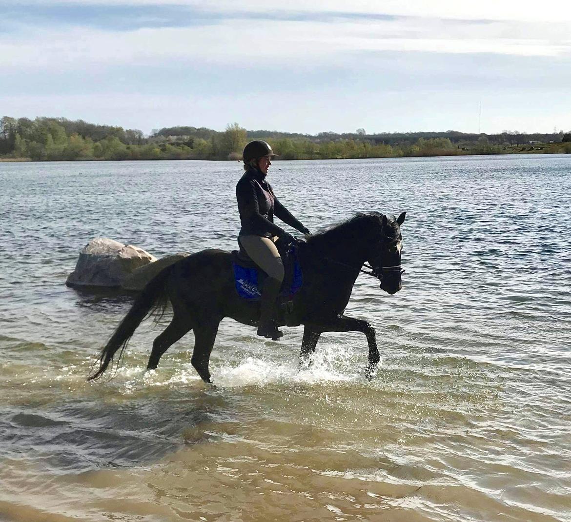 DSP Brilliant-Lau billede 4