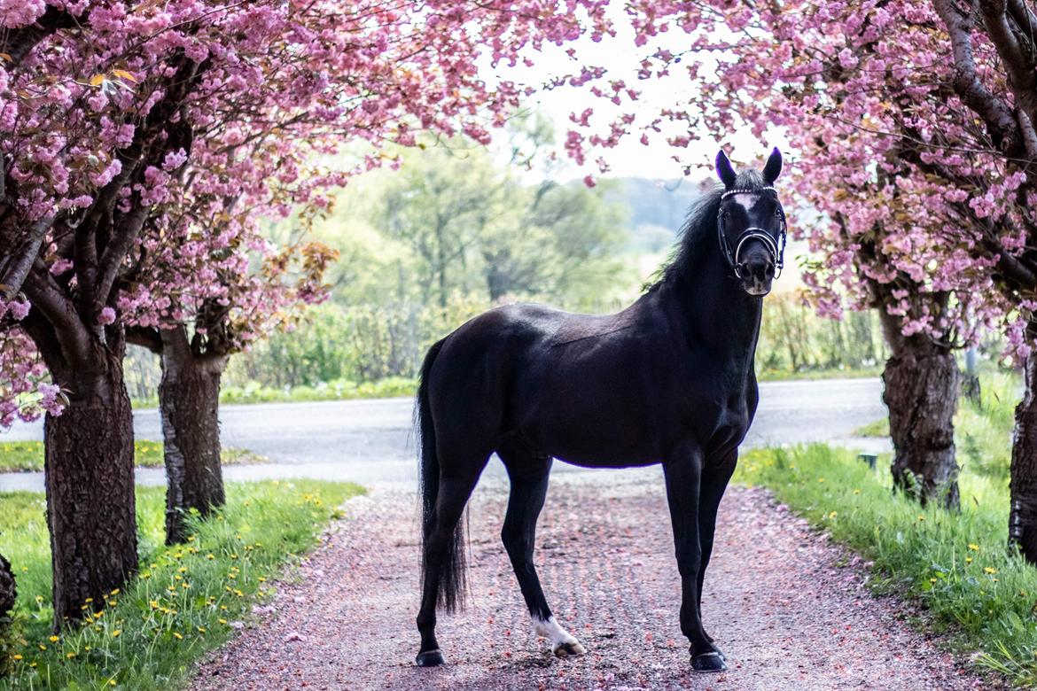 DSP Brilliant-Lau billede 3