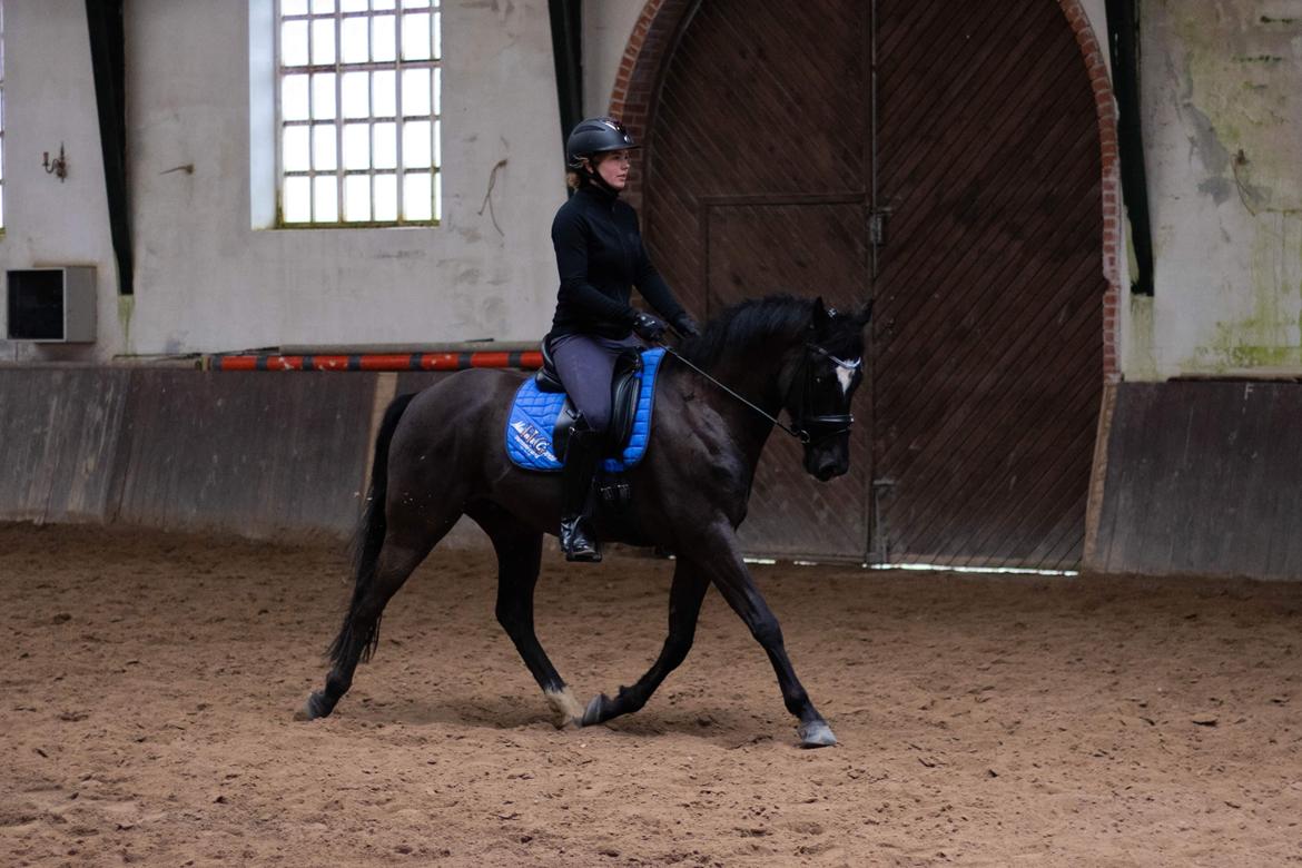 DSP Brilliant-Lau billede 5