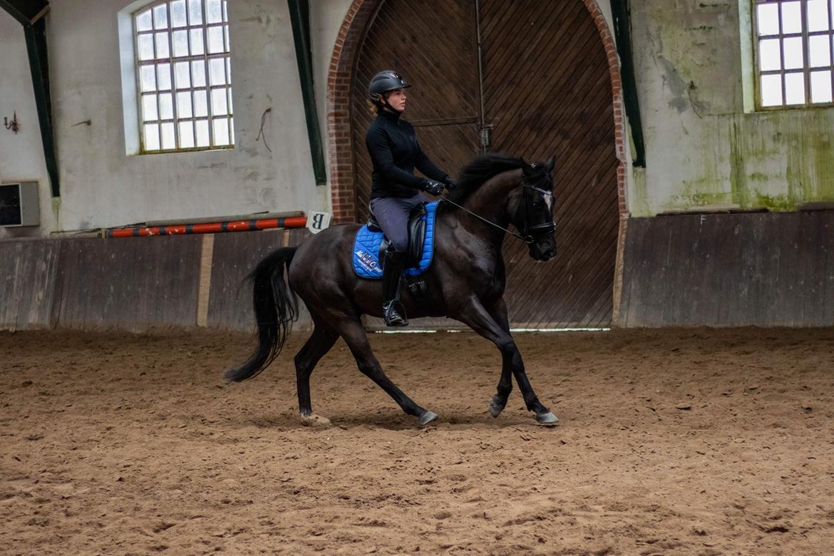 DSP Brilliant-Lau billede 6