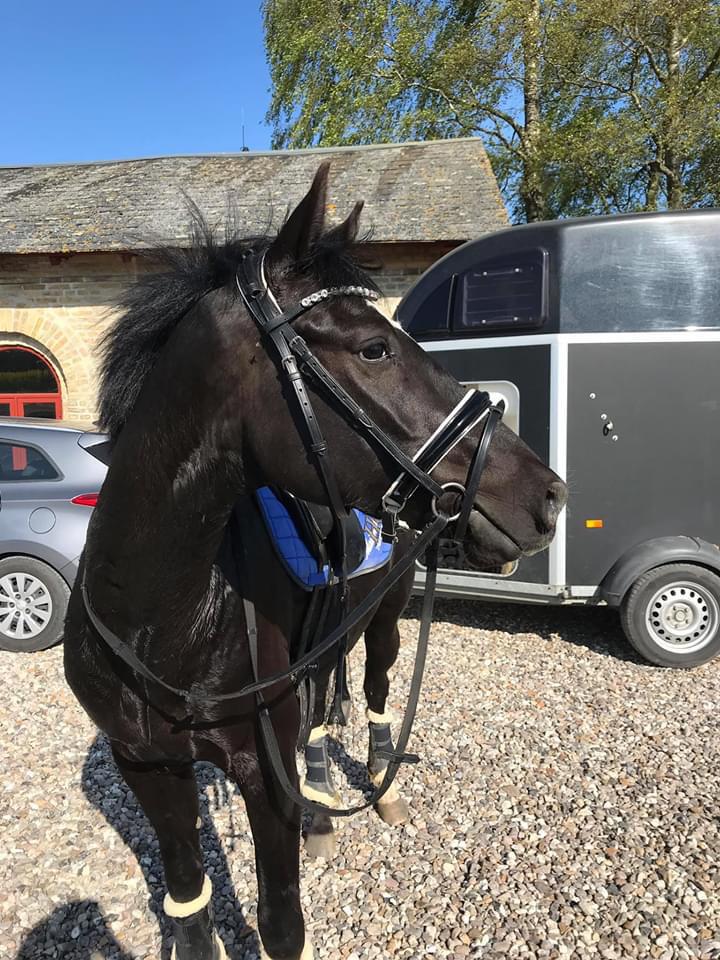 DSP Brilliant-Lau billede 9