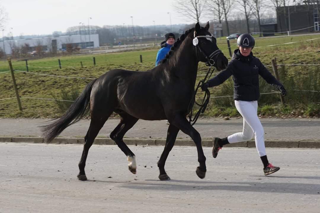 DSP Brilliant-Lau billede 10